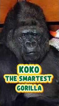 Koko's Final Message Will Break Your Heart 🦍💔 #Koko #Gorilla #AnimalStory #AmazingAnimals #Wildlife