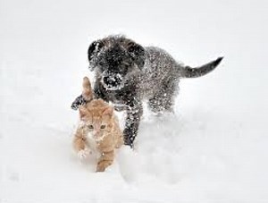 Dearborn Animal Shelter Offers Cold Weather Tips for Pets