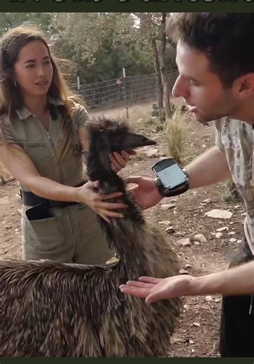 Feeding Emus at Alveus Sanctuary