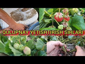 QULUPNAY YETISHTIRISH SIRLARI