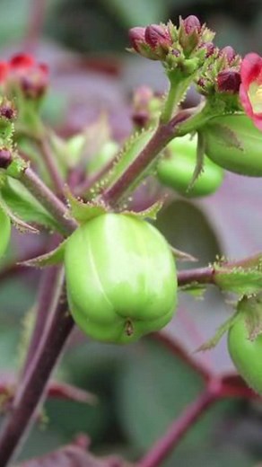 Receita Natural para Prostatite com Pinhão Roxo