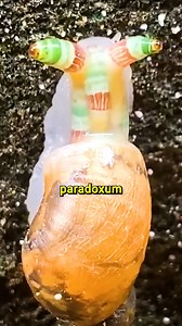 Mind Control in Nature 😮 | Mr Scientific