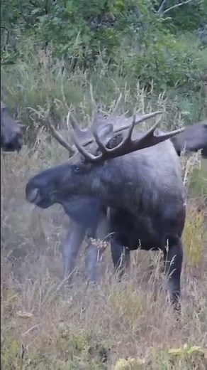 Moose Antler Combat Epic Wildlife Battle Caught on Camera! #giantbullfights #giantbullmoose