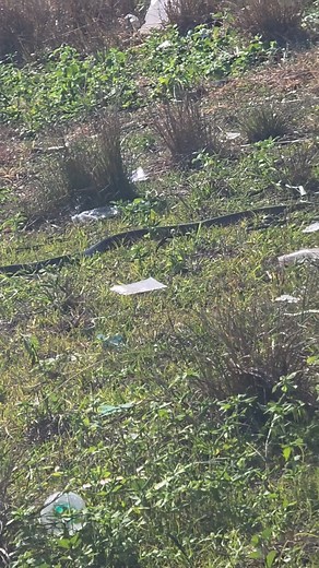 41K views · 32 reactions | King cobra | Kadum NU Tamuk | Facebook