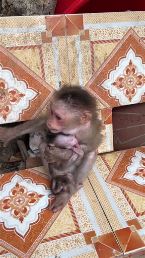 Monkey Monee (@monkeylife36)’s videos with original sound - Monkey Monee