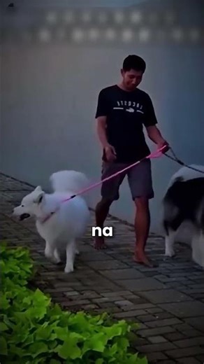 Chciał sprawdzić czy jego psy nadal go pamiętają! 😮