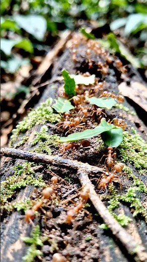 Why Leafcutter Ants Carry Leaves | One of Nature’s Smartest Farmers