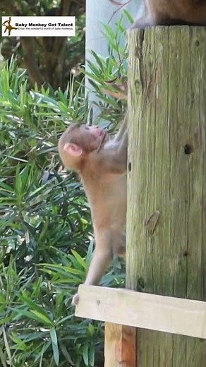 Baby monkey falling from tree / monpai monyet sad baby monkey awaji #snowmonkey
