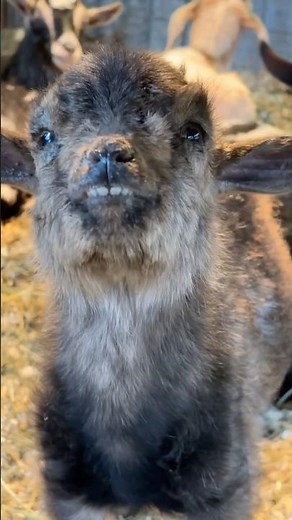 Hardcore Barn Core! 🤘🐮