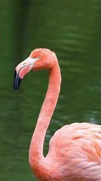 Flamingo Sound Effects