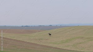 An antlered large male moose running across a field. Concept of wildlife in agricultural fields.