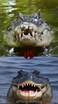 The Difference Between a Crocodile and Alligator! 🐊🐊