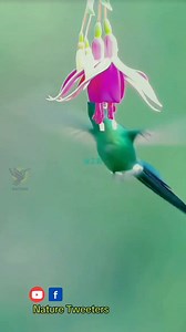 Humming Birds Are The Cutest Tiny Birds? #hummingbird | Nature-Tweeters