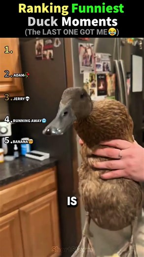 Ranking Funniest Duck Moments 😭💀