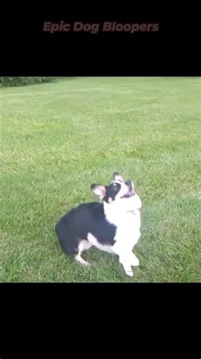 Crazy Funny Dogs! 🤣 Best Dog Bloopers of the Week #shorts #shorts #shortfeed #shortsviral #meme