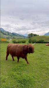 you meet a real-life fluffy dinosaur in the Alps🦬 #cow #animal #highland #swizerland