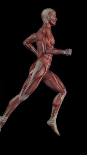 Bench Dips for Beginners