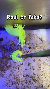 3.2K views · 16 reactions | The Japanese Neon Anemone Famous for their fluorescent color, they make an awsome addition to your tank. They have a BIG appetite, demolishing all types of meaty food. And it’s so cool to watch! #anemone #neon #realorfake #japanese #reeftank #reefer #coral #fishkeeper #coraladdict | NYAquatic | Facebook