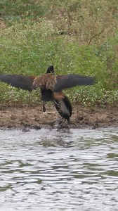 239K views · 1.8K reactions | Whistling ducks fighting #ducks #fight #lake #white #birds #nature #wildlife HA04831 | HAWI Studios | Facebook