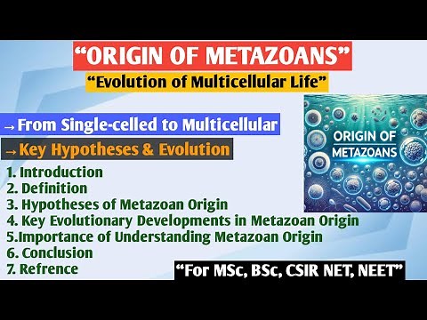 Origin of Metazoans | Metazoa | Theories of origin of metazoa | Origin and evolution of Metazoa