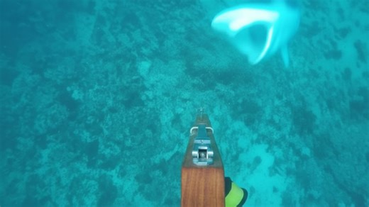 This is what sharks do before they bite – warning signs caught on camera