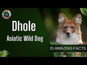 Dhole – The Red Devil of Asia | 10 Amazing Facts About Asiatic Wild Dog