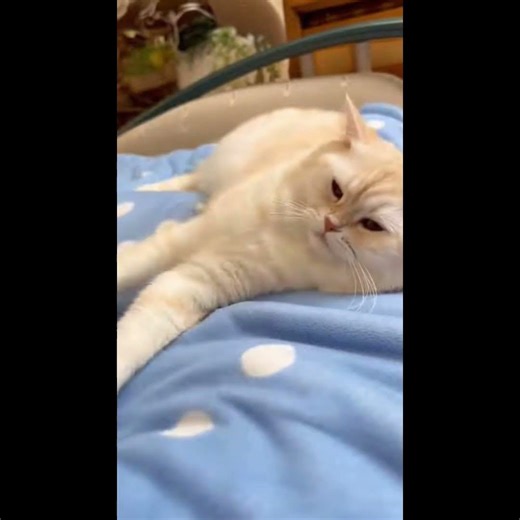 When One Cat Loves Another Cat! ❤️Cute Cat Fun: Loving Moments 🥰Cat Friendship 🐾