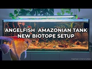 Angelfish amazonian tank - new Biotope Setup - 4K