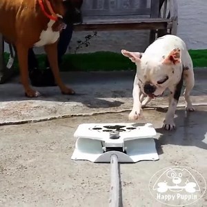 These dogs playing with their Happy Puppin Water Fountain will make your day! 🐶 | HappyPuppin