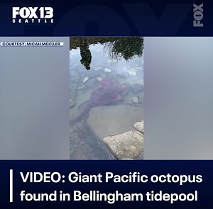 385K views · 6.8K reactions | A husband and wife exploring Bellingham Bay last week had an unexpected encounter with a giant Pacific octopus in a tidepool, just steps from the shore. Captured on video by Micah Moeller, the octopus was so close to the couple that they could have touched it. | FOX 13 Seattle | Facebook
