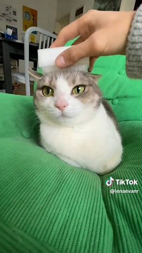 Mastering the Art of Napping for Cats