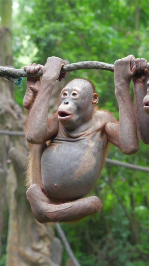 Sven and Green are orangutans who grew up together