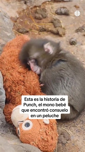 Punch, el mono bebé que se aferra a su peluche