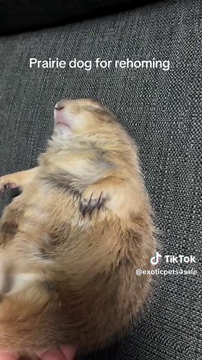 Sugar gliders and exotic pets (@exoticpets4sale)’s videos with original sound - Sugar gliders and exotic pets