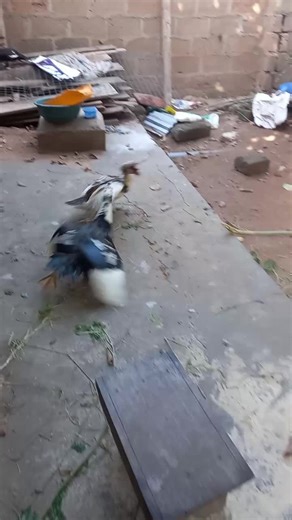 #UnbeatableXfinity #MuscovyDuck #Aggressive#male#chasing#other#Male#