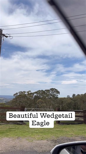 Beautiful Wedgetail Eagle soaring high today near the Hampton Halfway. Always a sight to see. #ElderslieEstateHampton #countryliving #farmlife #wedgetailedeagle #nature | Elderslie Estate