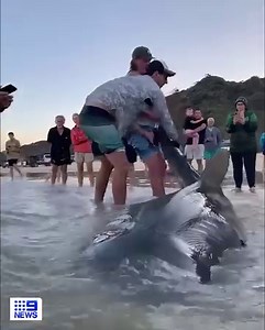 This fisherman was left feeling pretty stoked after landing a monster tiger shark catch and release off K'gari Island in Queensland. FULL DETAILS: https://nine.social/i7p #9News | WATCH LIVE 6pm | 9 News