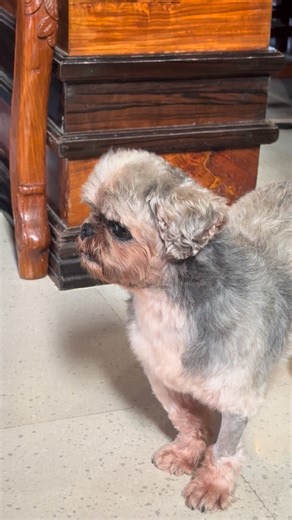 Bawal ngani tawagon kun waray treats. Kamaisog man sa am grumpy old dog. Na-walk out dayon. 😂 | Marione Laarni Madera