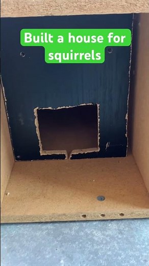 Built a house for squirrels