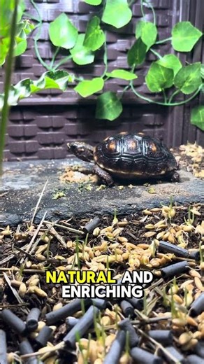 Setting up the updated enclosure of our red foot tortoise