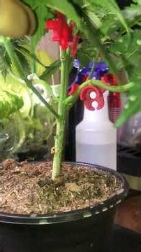 Cinderella 99 x Riddle OG tester brothers Grimm seeds #medicalgrow #cannabiscommunity #youtubevideo