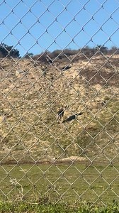9.7K views · 110 reactions | After coming back from a hike ran into these 2 #coyotes  what have you ran into after a hike ? #officialconejo #hiking #trails #nature ️ share | Conejo | Facebook