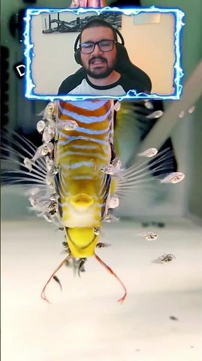 Discus fish are capable of taking care of their fry