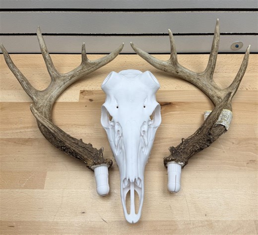 3D Printed Deer Skull Mount | Euro Mount Antler Display - Etsy