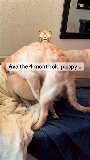 Ava & Lou.. 🙈 #pug #goldenretriever #puppy #calabasas #dogsitter