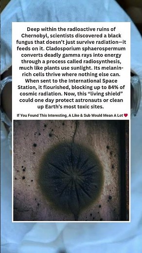 The Chernobyl Fungus That Eats Radiation ☢️