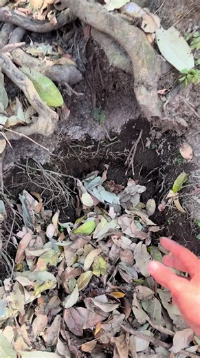 Rescatando un nacimiento de agua olvidado, ¡Cuidemos lo que nos da vida! 🙏🏼#elsalvador #cuidemoslanaturaleza