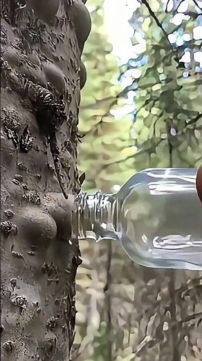 Collection process of tree sap