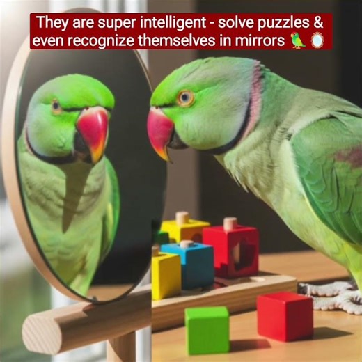 "Amazing Facts About Parrots🦜"#bird#facts#subscribe for more 🌍📖