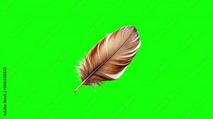Feather green screen animation motion graphic with chroma key clip template 4k Background. Easy removed green screen. High resolution. Ultra High Definition, 4k video.